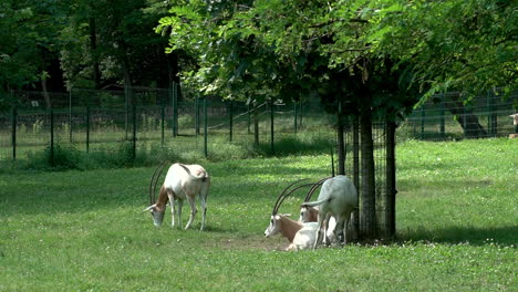 Folck-of-Scimitar---horned-Oryx-on-green-grass-near-tree