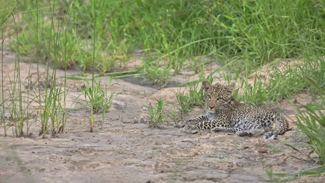 Bebé-Leopardo-Africano-Descansando-En-El-Suelo-Rodeado-Por-La-Hierba-Verde-En-La-Reserva-De-Caza-Privada-Sabi-Sands,-Sudáfrica