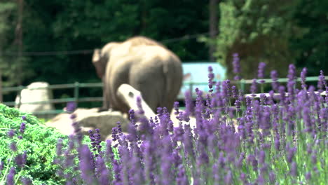 Close-up-of-blooming-lavender-flower-and-elephant-in-background-during-sunny-day