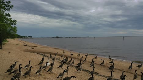 Canadian-Geese-in-Fairhope-Alabama-along-Mobile-Bay