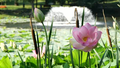 Zeitlupe-Einer-Hellrosafarbenen-Lotusblume-Mit-Bootförmigen-Blütenblättern