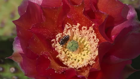 Biene-Fliegt-In-Eine-Kaktusblüte