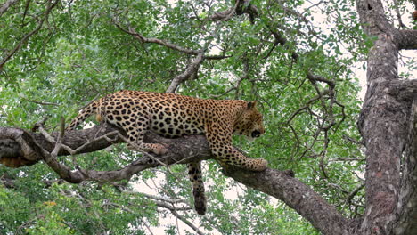 African-Leopard-Resting-On-A-Tree-Branch-In-Sabi-Sands-Private-Game-Reserve,-South-Africa