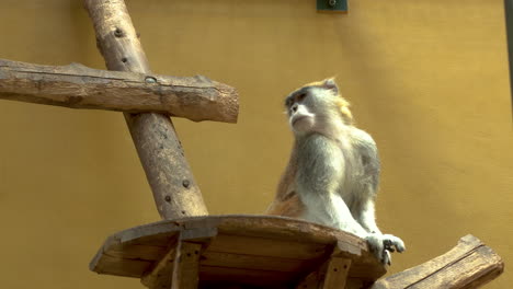 Ost-Javan-Langur-Sitzt-Auf-Holzpfosten-In-Einem-Zoo