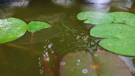 Peaceful-gold-fishes-swimming-around-pond-with-green-waterlilies,-day