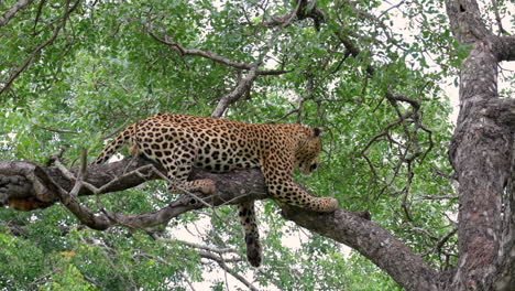 Leopard-Lies-And-Resting-On-The-Tree-Branch-At-Daytime-In-Sabi-Sands-Private-Game-Reserve,-South-Africa
