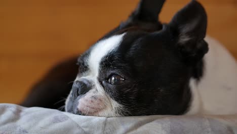 Trauriger-Hund,-Der-Zu-Hause-Liegt-Und-Sich-Ausruht,-Nahaufnahme-Des-Gesichts