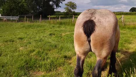 Belgian-Draft-horse-waving-his-cut-short-docked-tail-in-summer-pasture