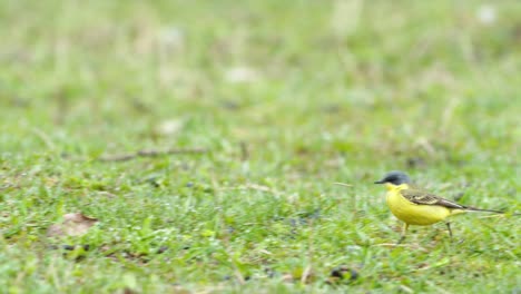 Pájaro-De-Cola-Amarilla-Caminando-Sobre-La-Hierba-Y-Buscando-Bichos-De-Comida