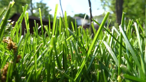 Insect-or-Small-Animal-POV---Pushing-Through-the-Grass-Low-Angle-POV