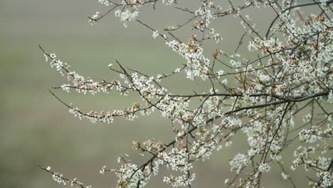Apple-tree-blossoms-in-spring-with-pure-bokeh