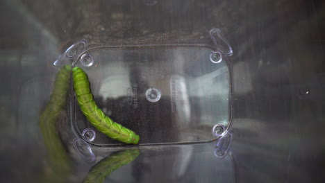 Ein-Fettes-Grünes-Tomatenwurmhorn-In-Einem-Transparenten-Behälter-Erkundet-Seinen-Lebensraum