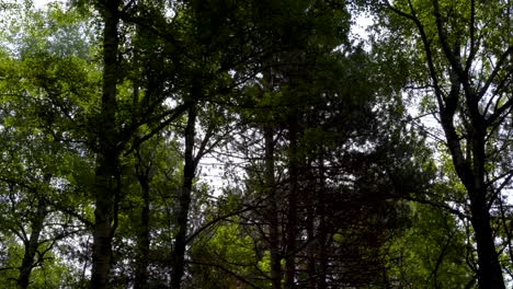 Bäume-Hinterlässt-Textur-Gegen-Sonnenlicht-In-Einem-Ruhigen-Stadtpark-Am-Morgen