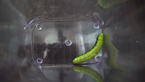 Tomato-wormhorn-caterpillar-trapped-in-a-container-and-trying-to-escape