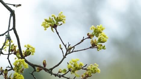 Maple-branches-with-early-blossoms-in-spring-close-up