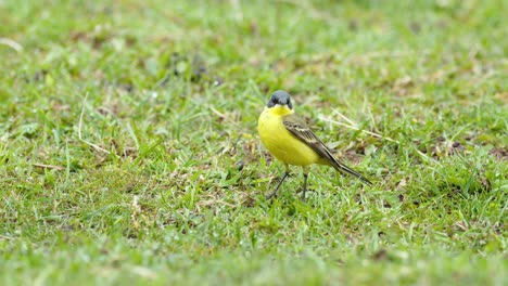 Yellow-wagtail-bird-walking-on-grass-and-looking-for-food-bugs