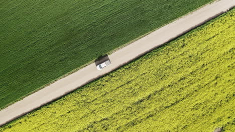 White-Pick-Up-Truck-Travelling-Through-The-Canola-And-Wheat-Field-On-A-Sunny-Day-In-Saskatchewan,-Canada