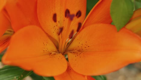 Orangefarbene-Lilienblume,-Extreme-Nahaufnahme