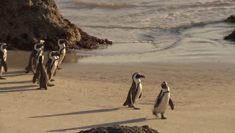 Penguins-on-the-beach-at-sunrise