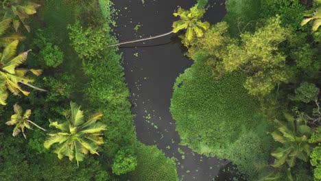 A-top-down-drone-shot-of-secluded-canal-in-kerala