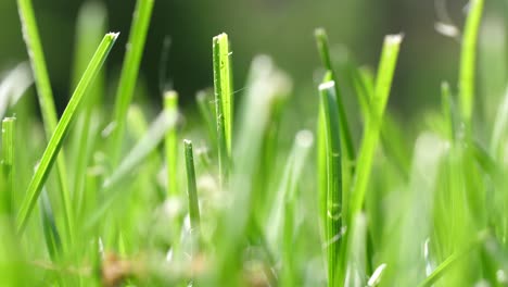 Low-Angle-Blades-of-Grass-Trucking-Right---Close-Up-Natural-Background