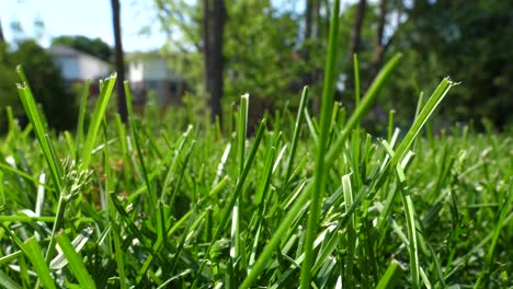 Pulling-Back-Through-the-Grass---Low-Angle-POV