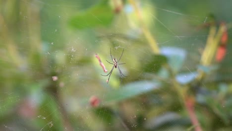 A-Joro-Spider-Clinging-On-Its-Web-In-Cheonggyesan-Mountain,-South-Korea---medium-shot