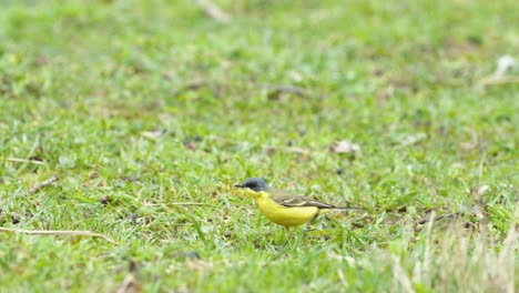 Yellow-wagtails-between-sheep-in-pasture-meadow-grass