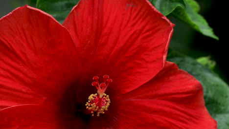 Blossoming-red-flower-hibiscus-rosa-sinensis