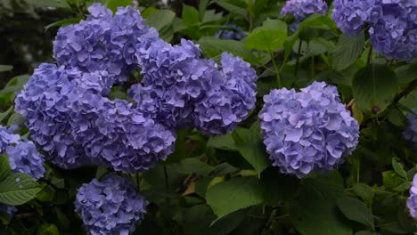 Beautiful-Purple-Hydrangea-Flowers-In-Full-Bloom---close-up-shot