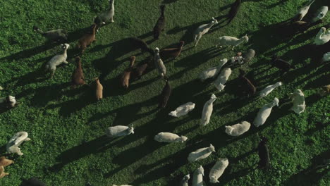 aerial-view-of-large-herd-of-alpacas