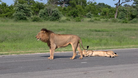 Two-African-Lions-Standing-And-Lying-On-The-Asphalt-Road-In-Sabi-Sands-Private-Game-Reserve,-South-Africa