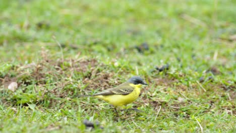 Pájaro-De-Cola-Amarilla-Caminando-Sobre-La-Hierba-Y-Buscando-Bichos-De-Comida