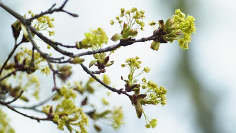 Maple-branches-with-early-blossoms-in-spring-close-up
