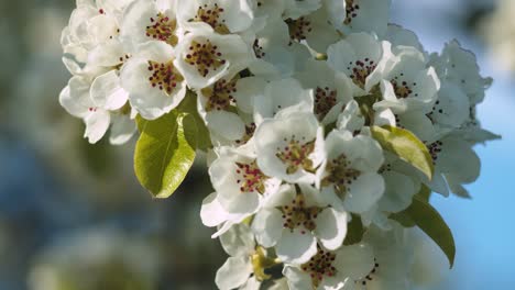 Peachtree-Blütennahaufnahme-Im-Frühlingsabendlicht-Der-Leichten-Flügelbrise