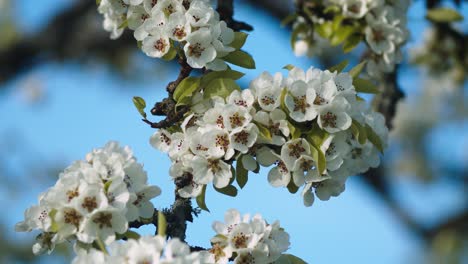 Peachtree-blossom-closeup-in-gentle-wing-breeze-spring-evening-light