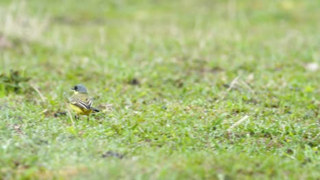 Gelber-Bachstelzenvogel,-Der-Auf-Gras-Läuft-Und-Nach-Nahrungswanzen-Sucht