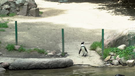 Schwarzfußpinguin,-Der-Am-Rand-Des-Teiches-Im-Zoo-Steht