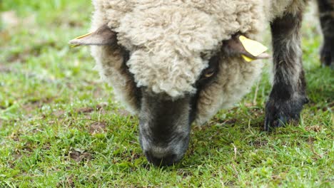 Sheep-close-up-eating-grass-on-pasture
