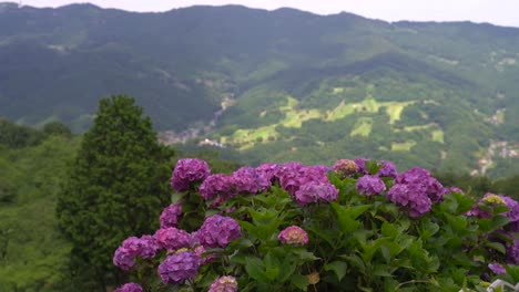 Impresionante-Belleza-De-Hortensias-Rosas-Con-Verdes-Colinas-Montañosas-En-El-Fondo-De-Japón