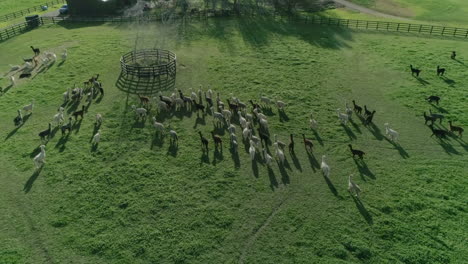 aerial-of-a-herd-of-alpacas-on-the-farm-near-water-well