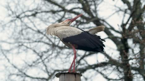 White-stork-clattering-bill-standing-on-top-of-the-electric-pole