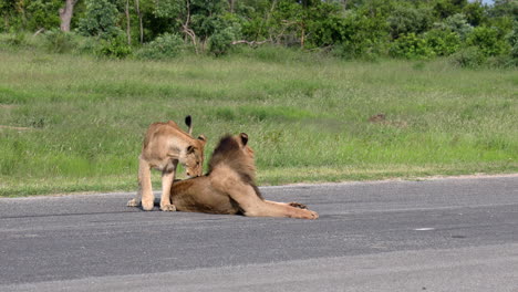 A-Pair-Of-Lions-Walking-On-And-Resting-On-The-Road-On-A-Sunny-Day-In-Sabi-Sands-Private-Game-Reserve,-South-Africa