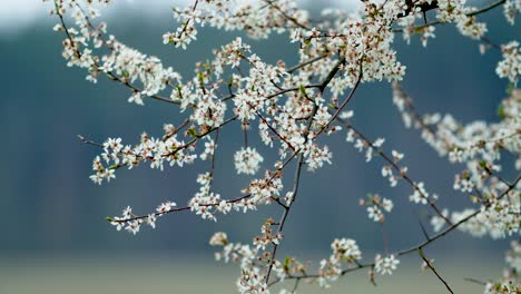 Apfelbaum-Blüht-Im-Frühling-Mit-Reinem-Bokeh