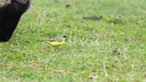 Yellow-wagtails-between-sheep-in-pasture-meadow-grass