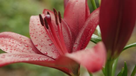 Red-lily-flowers-with-water-drops-on-petals,-dolly-shot