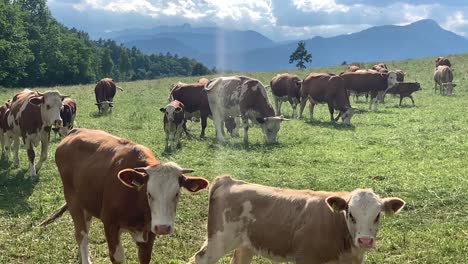 Kühe-Fressen-Gras-Auf-Der-Weide
