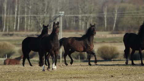 Horses-running-and-playing-on-spring-pasture-meadow