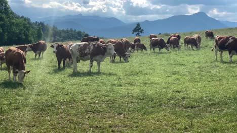 Vacas-Marrones-Y-Blancas-En-Un-Campo-De-Hierba-En-Un-Día-Brillante-Y-Soleado