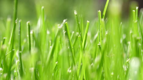 Low-Angle-Blades-of-Grass-in-Wind-Close-Up---Natural-Background